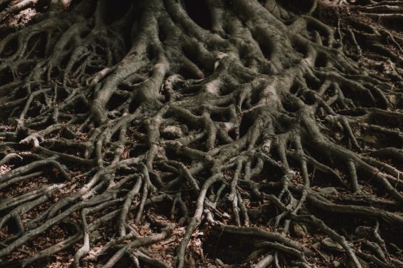 Baumwurzeln breiten sich auf dem Waldboden aus, mit erdiger Textur und Schatten.